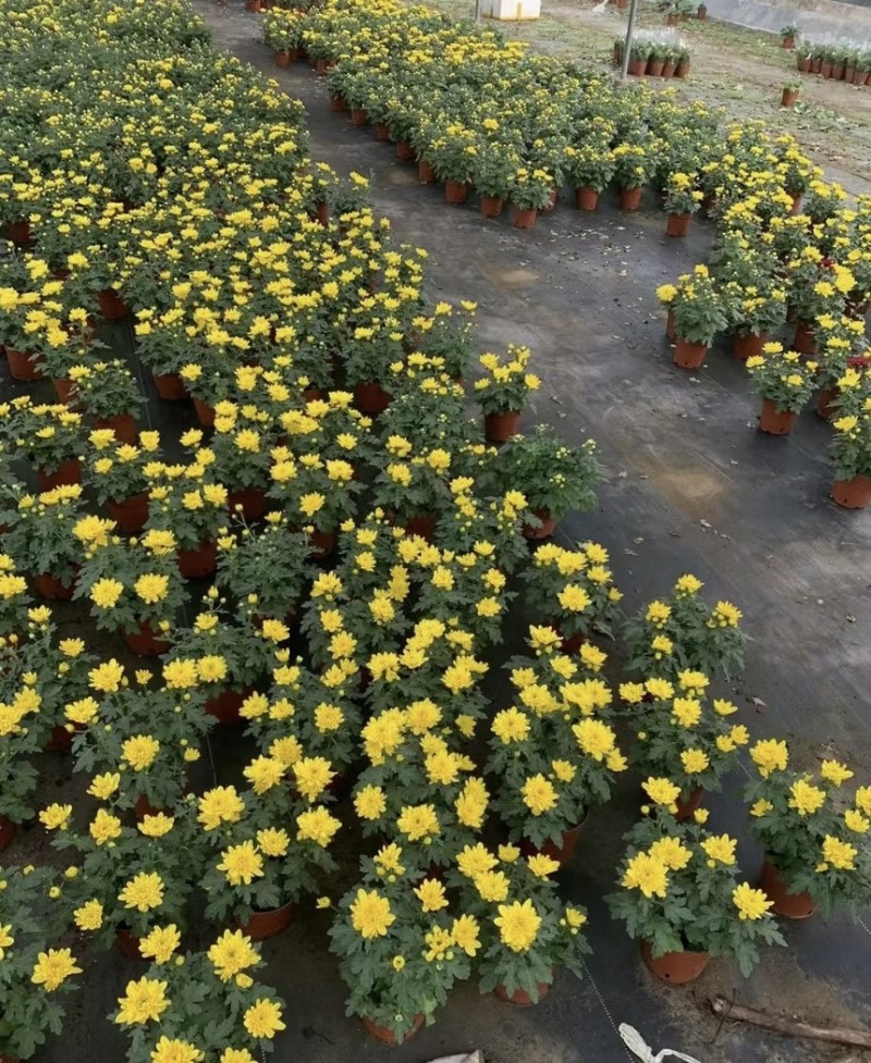 菊花盆栽带花苞发货菊花鲜花清明节专用黄白菊花盆栽