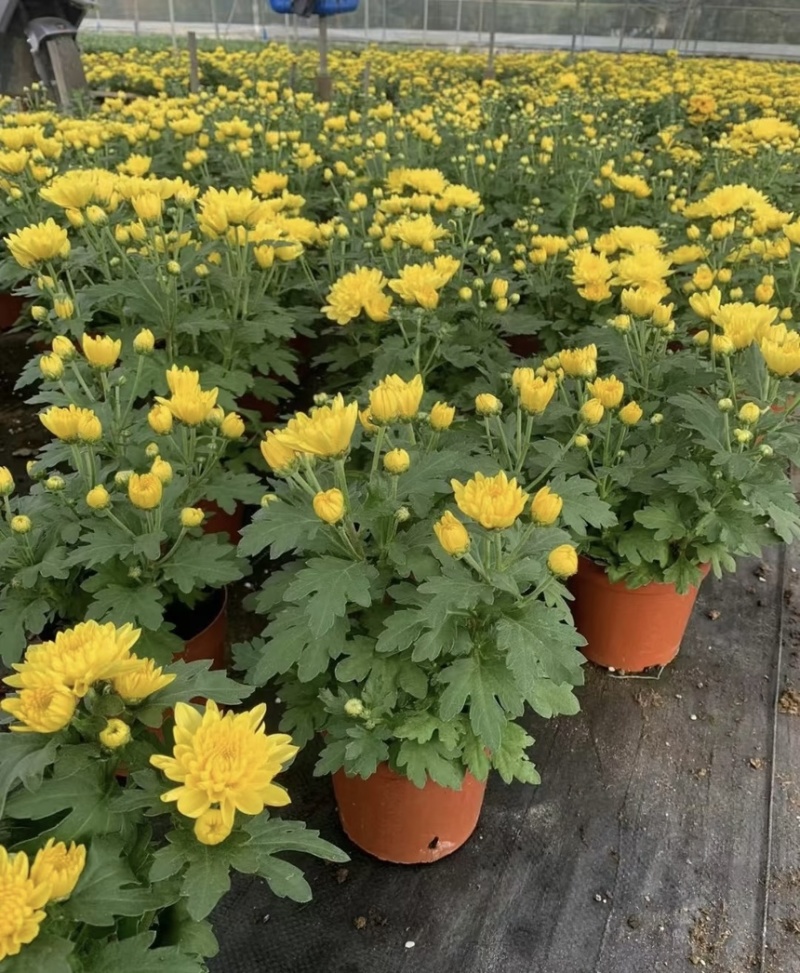 菊花盆栽带花苞发货菊花鲜花清明节专用黄白菊花盆栽