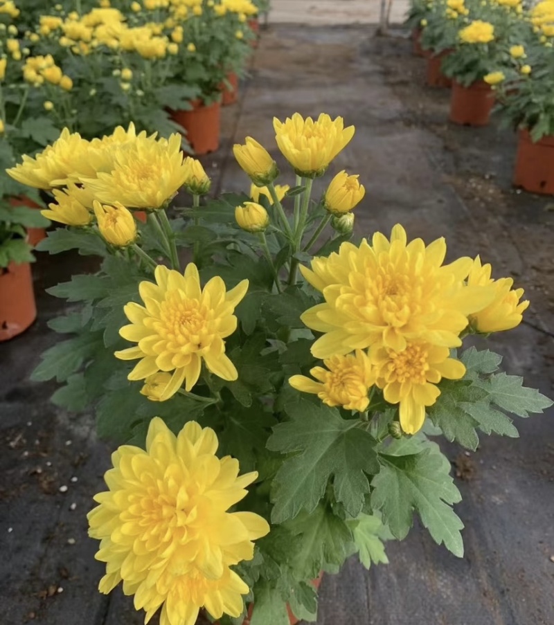 菊花盆栽带花苞发货菊花鲜花清明节专用黄白菊花盆栽