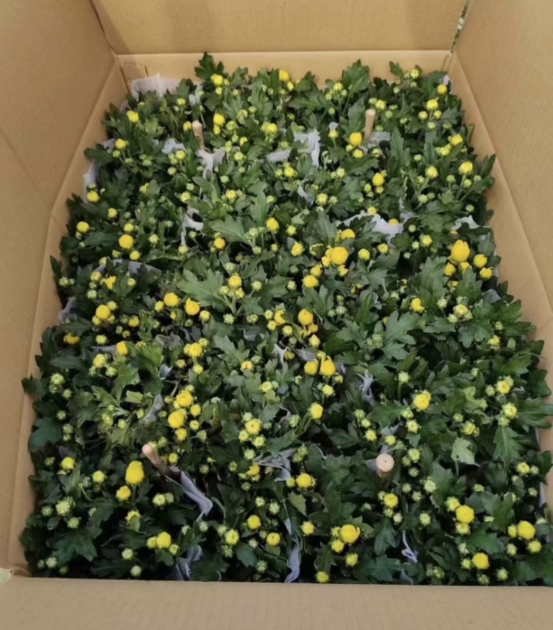 菊花盆栽带花苞发货菊花鲜花清明节专用黄白菊花盆栽