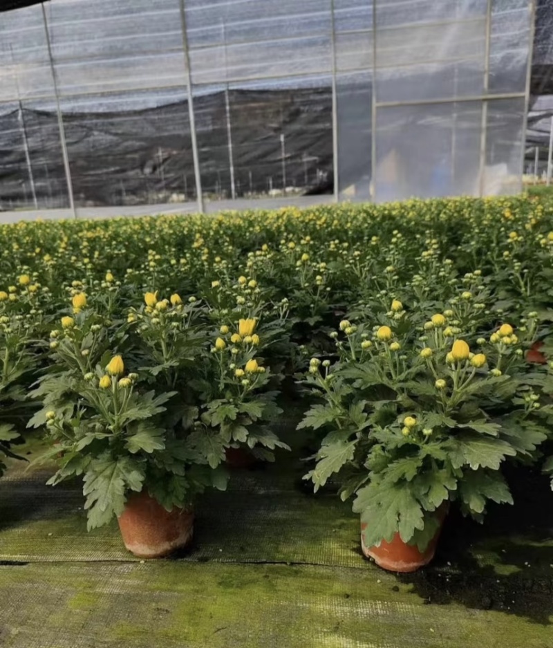 菊花盆栽带花苞发货菊花鲜花清明节专用黄白菊花盆栽