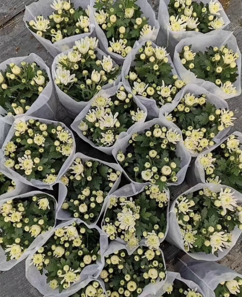 菊花盆栽带花苞发货菊花鲜花清明节专用黄白菊花盆栽