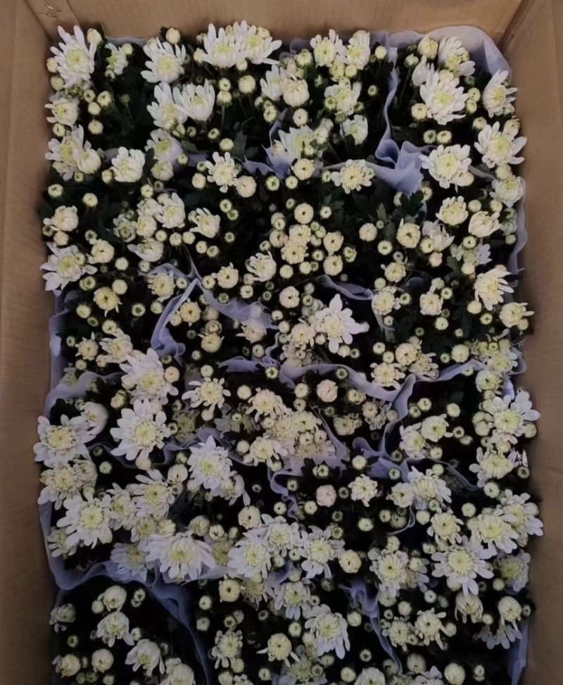 菊花盆栽带花苞发货菊花鲜花清明节专用黄白菊花盆栽