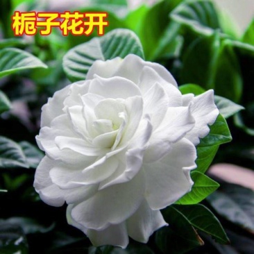 大叶栀子花树苗浓香大花棵型丰满高度80厘米