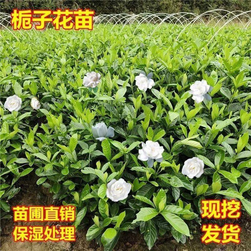 大叶栀子花树苗浓香大花棵型丰满高度80厘米