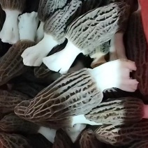 新鲜羊肚菌500克鲜货干货现采现摘