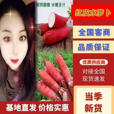 山东红皮水萝卜春萝卜大量供应，对接电商市场一条龙服务可代