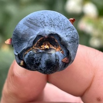 蓝莓果苗蓝莓树苗大果带土南方北方种植特大阳台盆栽地栽庭院