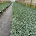 炎秀西蓝花苗产量好存活率高提供技术指导
