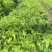 金果榄苗地苦胆苗出售基地直供保证质量货源充足