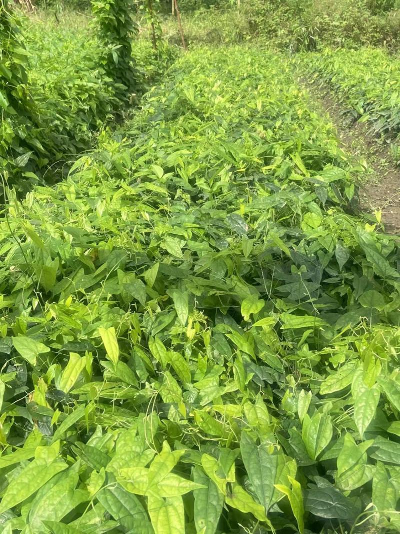 金果榄苗地苦胆苗出售基地直供保证质量货源充足