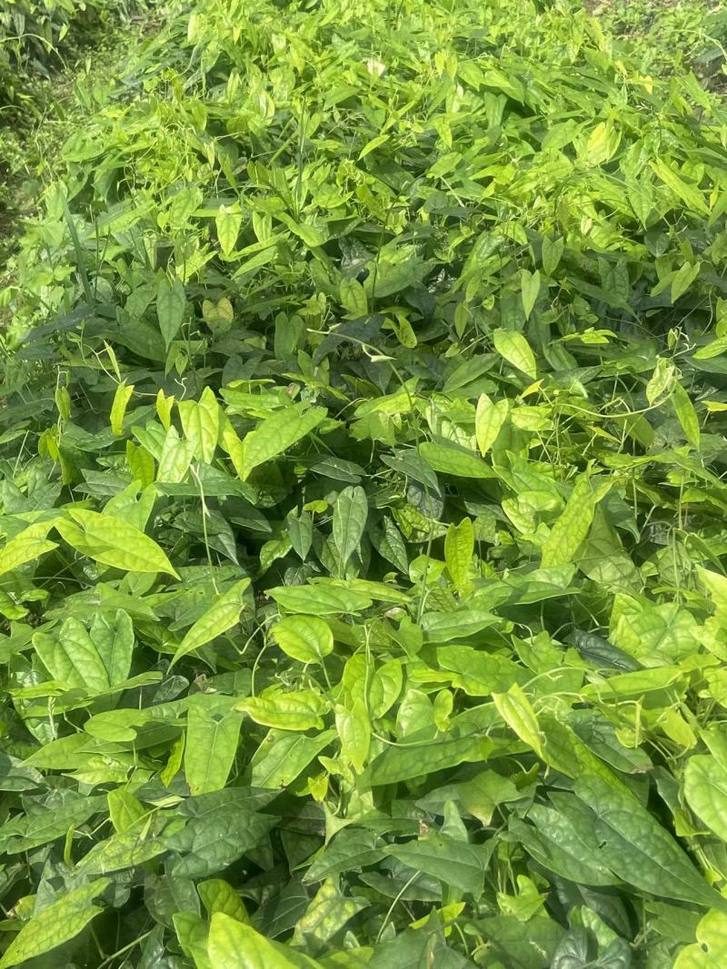 金果榄苗地苦胆苗出售基地直供保证质量货源充足