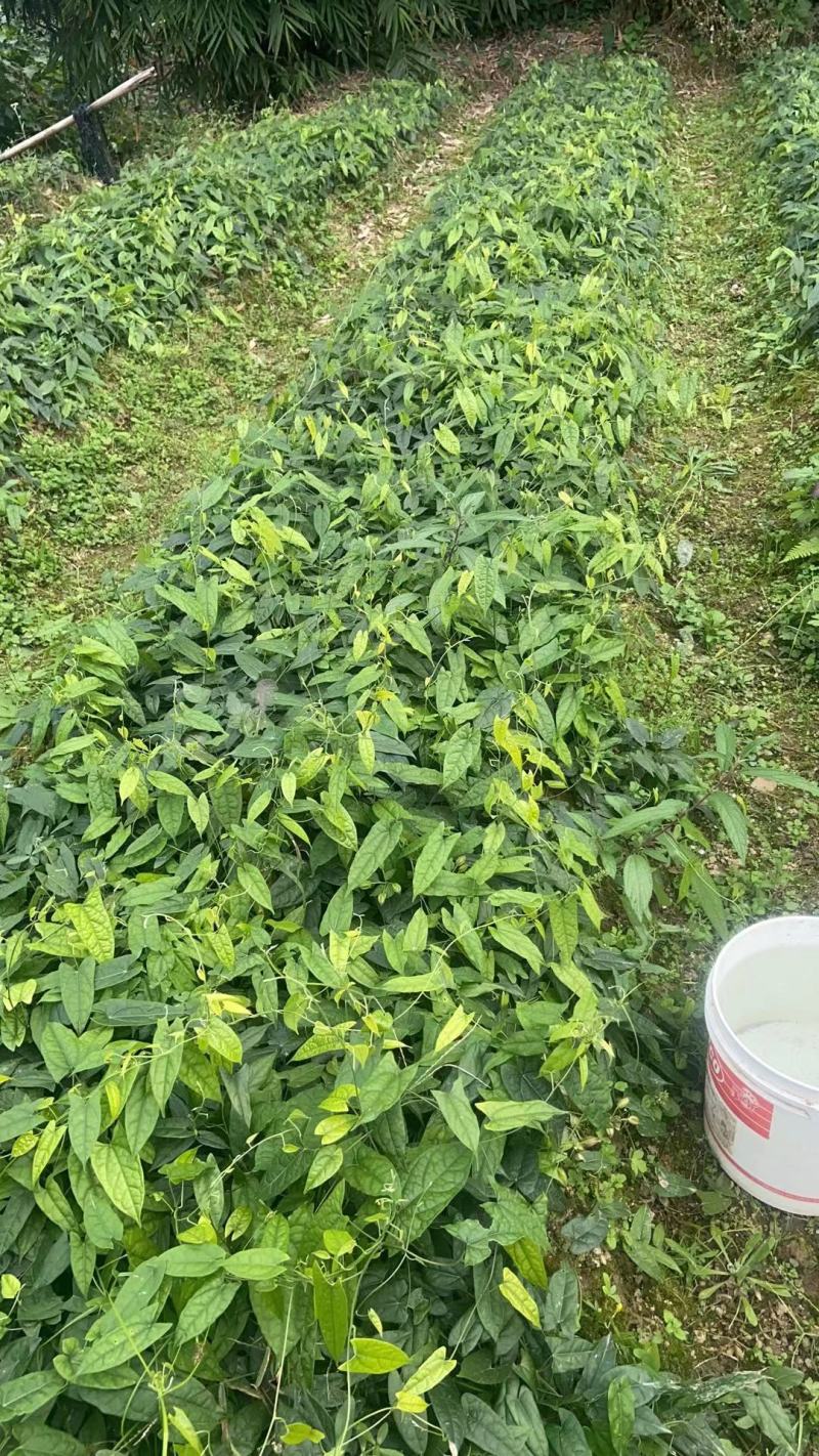 金果榄苗地苦胆苗出售基地直供保证质量货源充足