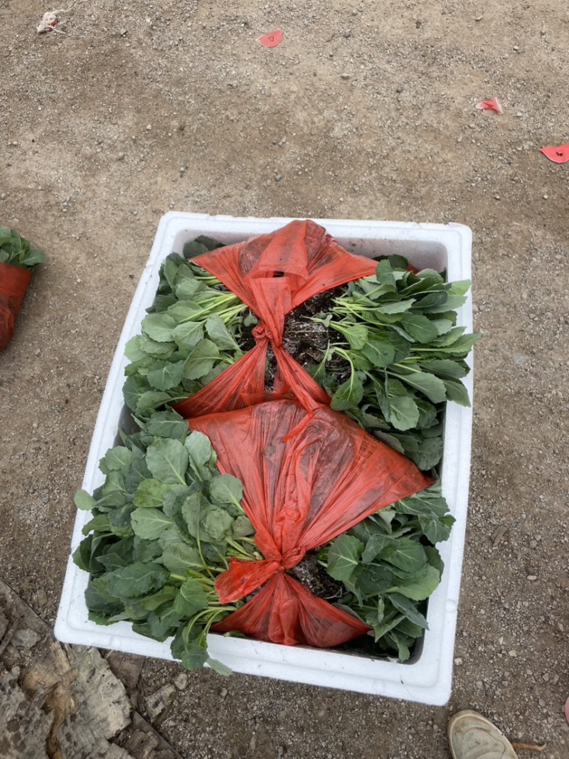 炎秀西蓝花苗产量好存活率高提供技术指导