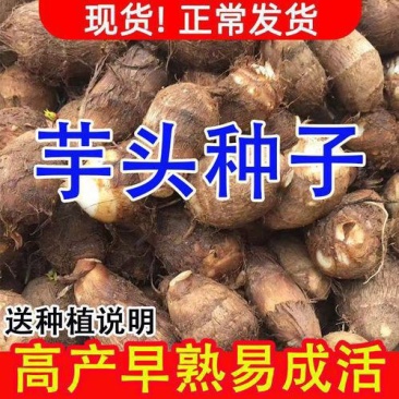 芋头种8520脱毒高产，产地一手货源，保质保量，全国发货