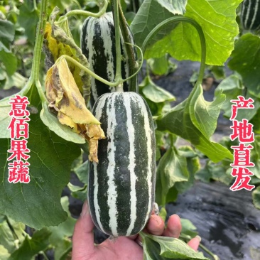 博洋9号甜瓜糖度高口感好主产区对接各大平台市场档口批发