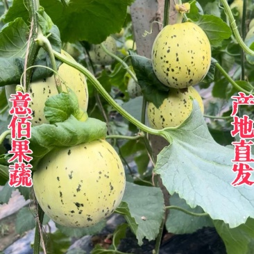 花美人花蕾花蜜罐甜瓜包熟包甜大量供应热卖批发对接市场商超