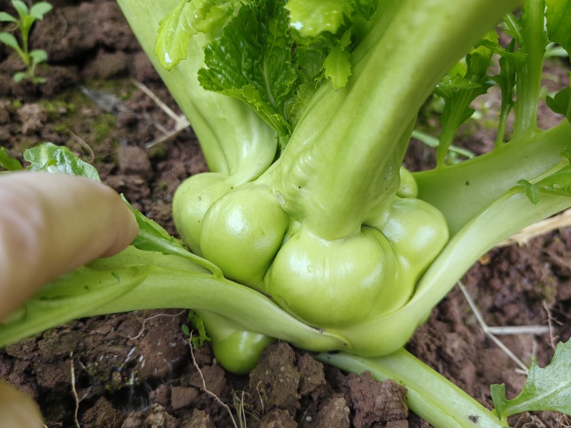 榨菜