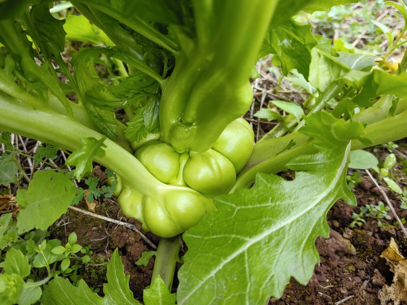 榨菜