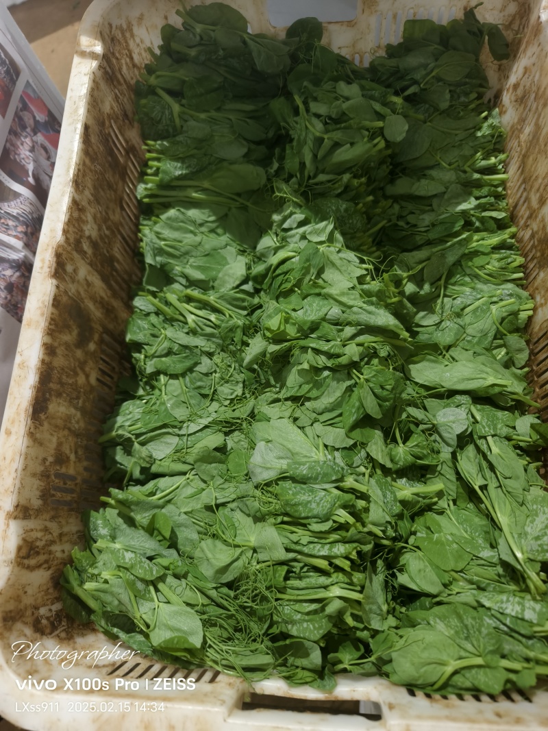 精品豆苗需要的可以下单
