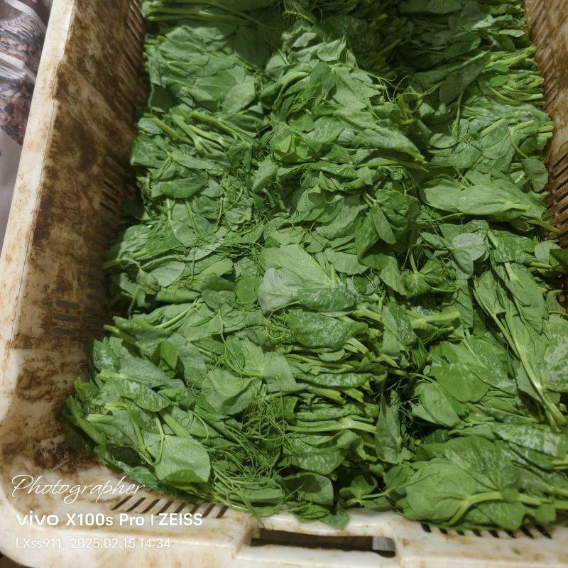 精品豆苗需要的可以下单