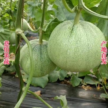 绿宝石甜瓜颜色纯正瓜香浓郁应季水果一手货源对接电商市场