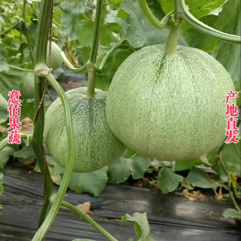 绿宝石甜瓜颜色纯正瓜香浓郁应季水果一手货源对接电商市场
