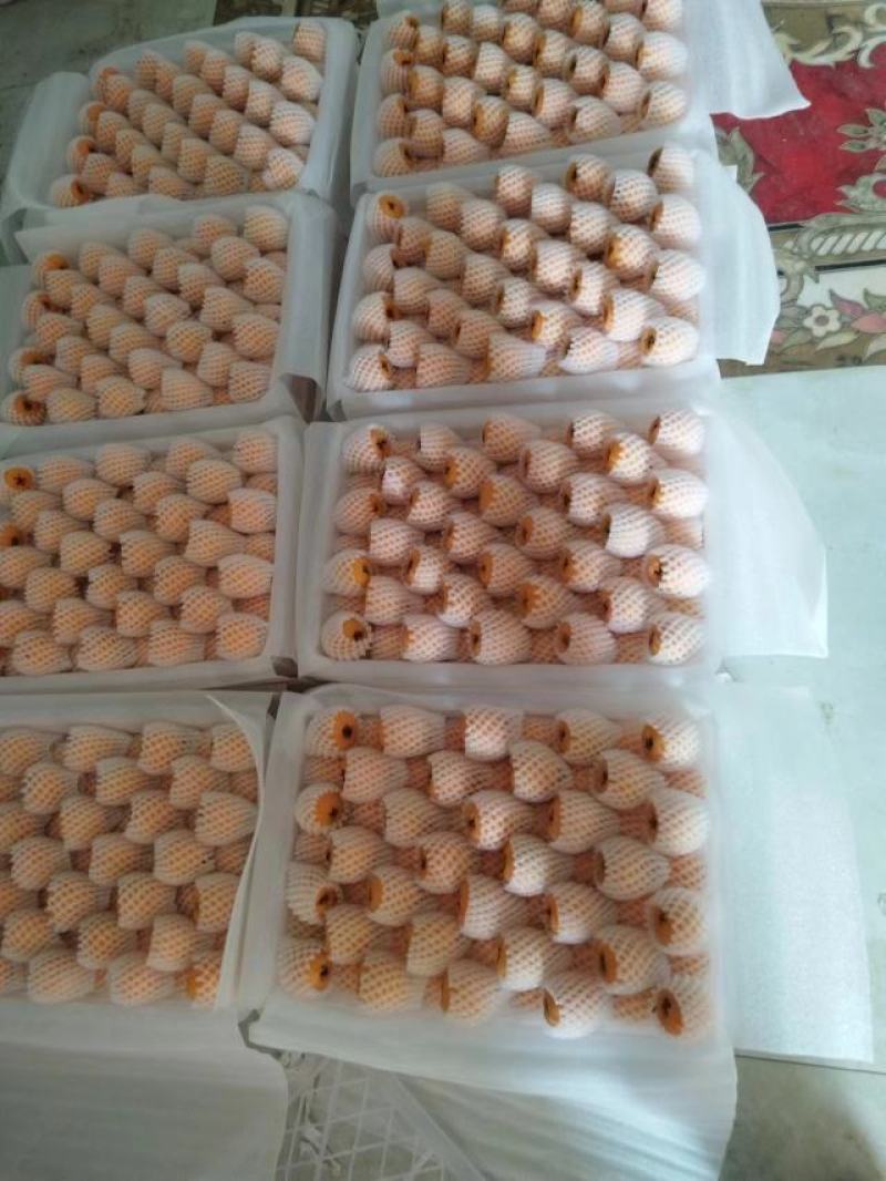 代办大凉山早中枇杷，大五星枇杷，整车快递空运到家。