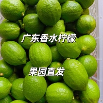柠檬，广东无籽香水柠檬，基地直供，现摘现发，量大价优