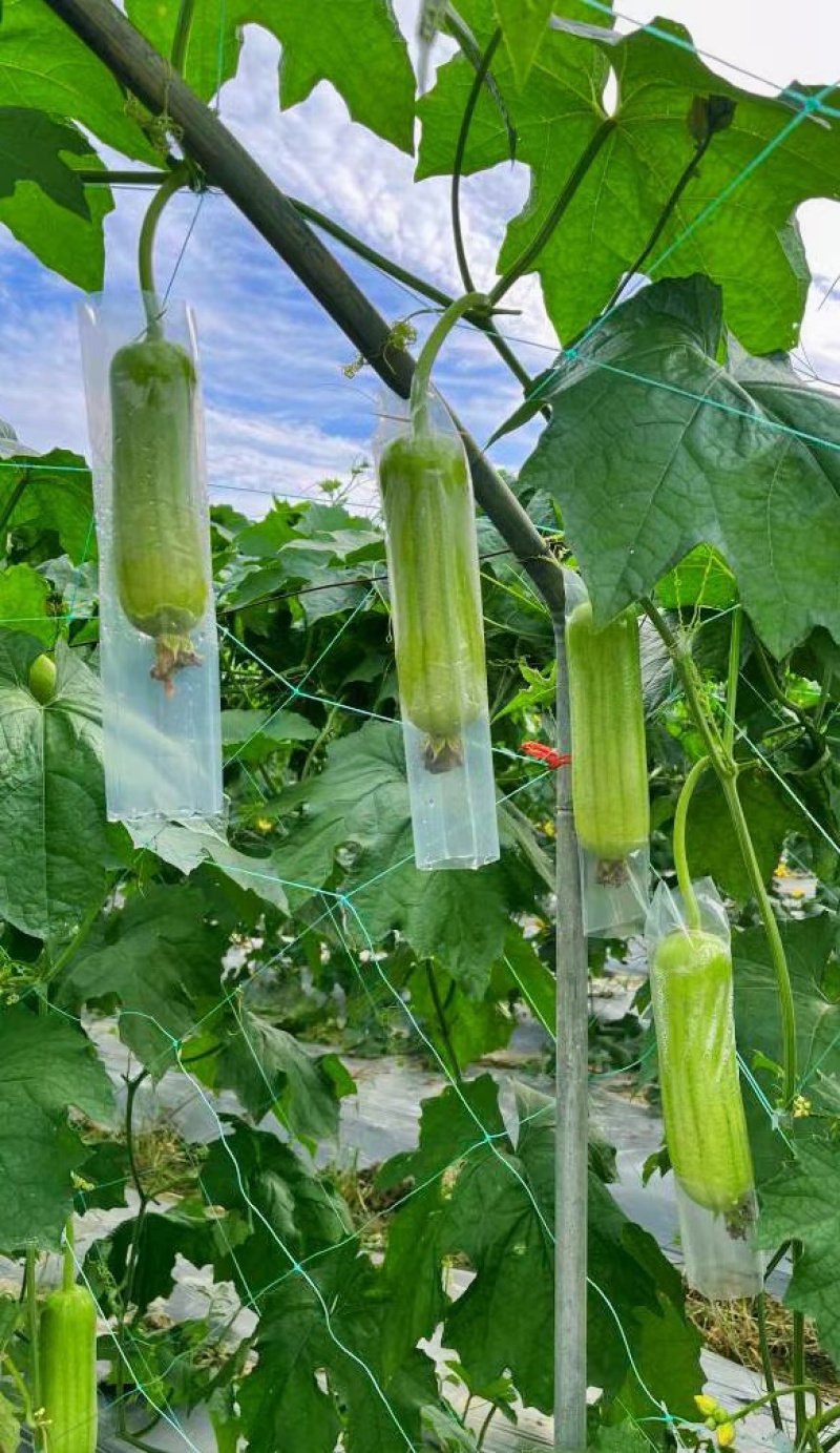 丝瓜种子白富美油亮型白绿色优质丝瓜条顺直肉质紧实