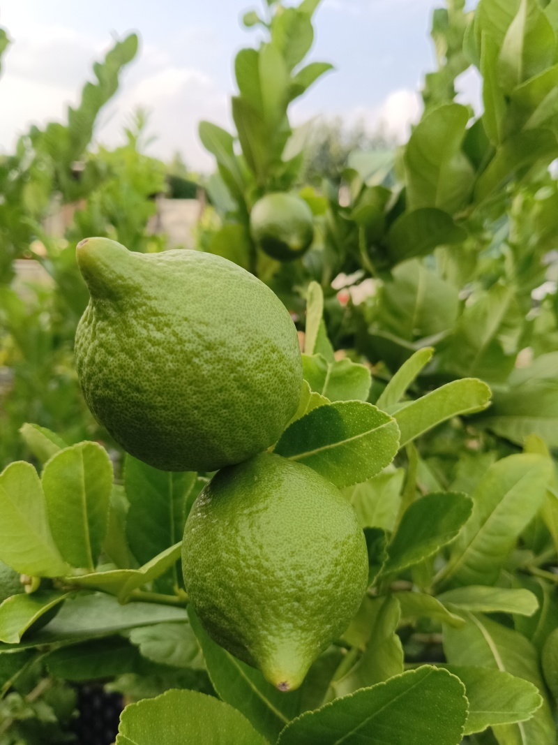 柠檬，广东无籽香水柠檬，基地直供，现摘现发，量大价优