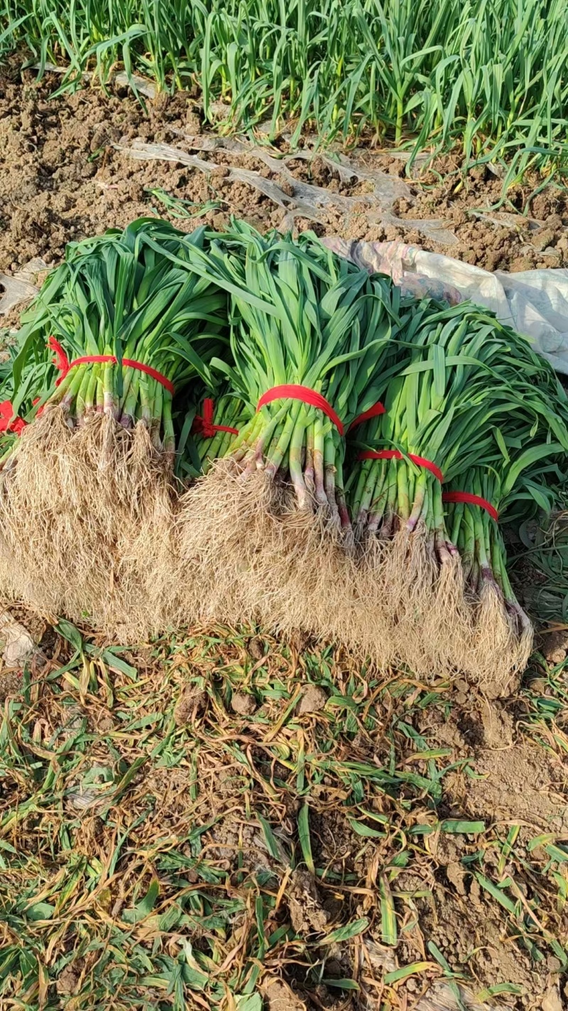 红根蒜苗，原生态蔬菜工黄叶干净打成捆，代收，代发全国各地