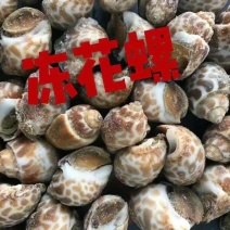 无沙冷冻花螺20斤/箱冷链发货商用捞汁生腌食材