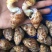无沙冷冻花螺20斤/箱冷链发货商用捞汁生腌食材