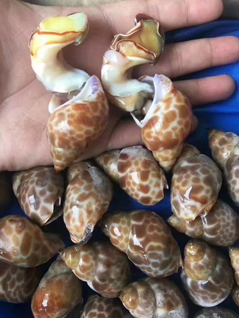 无沙冷冻花螺20斤/箱冷链发货商用捞汁生腌食材