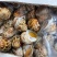 无沙冷冻花螺20斤/箱冷链发货商用捞汁生腌食材