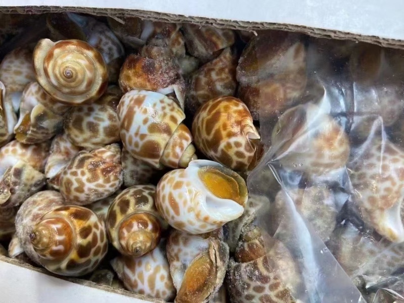 无沙冷冻花螺20斤/箱冷链发货商用捞汁生腌食材