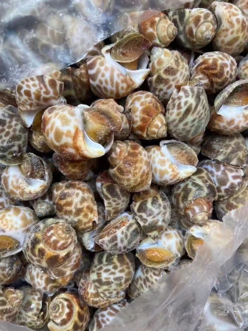 无沙冷冻花螺20斤/箱冷链发货商用捞汁生腌食材