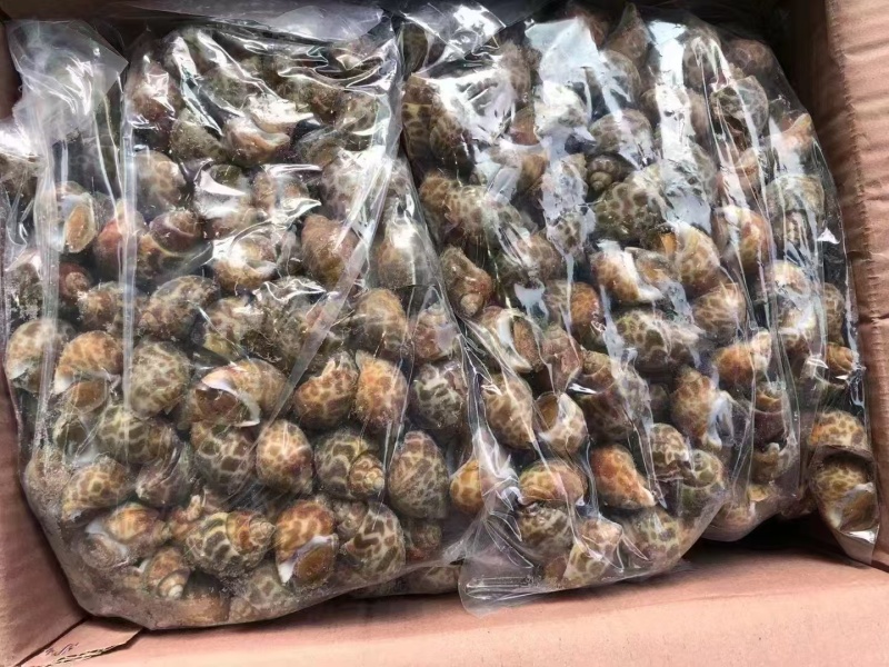 无沙冷冻花螺20斤/箱冷链发货商用捞汁生腌食材