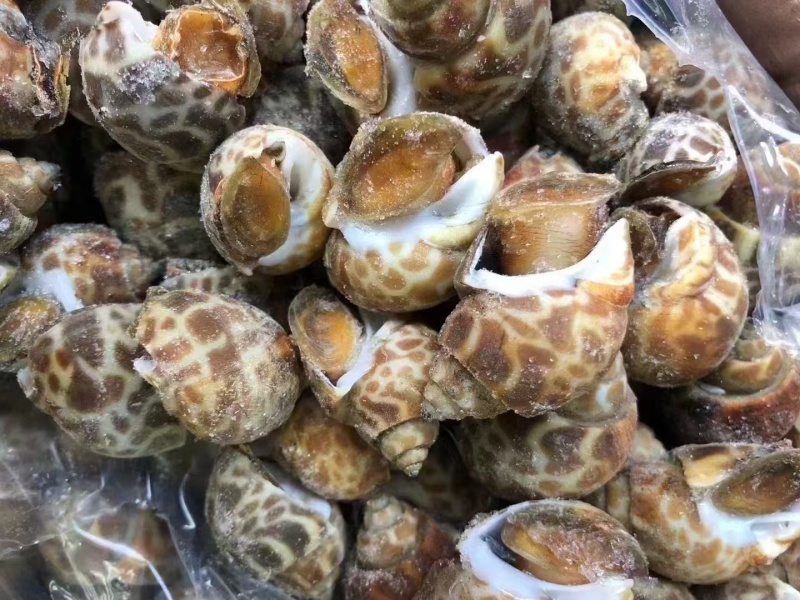 无沙冷冻花螺20斤/箱冷链发货商用捞汁生腌食材