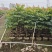 2502基地供应麻楝2-4cm树苗复绿造林
