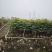 2502基地供应麻楝2-4cm树苗复绿造林