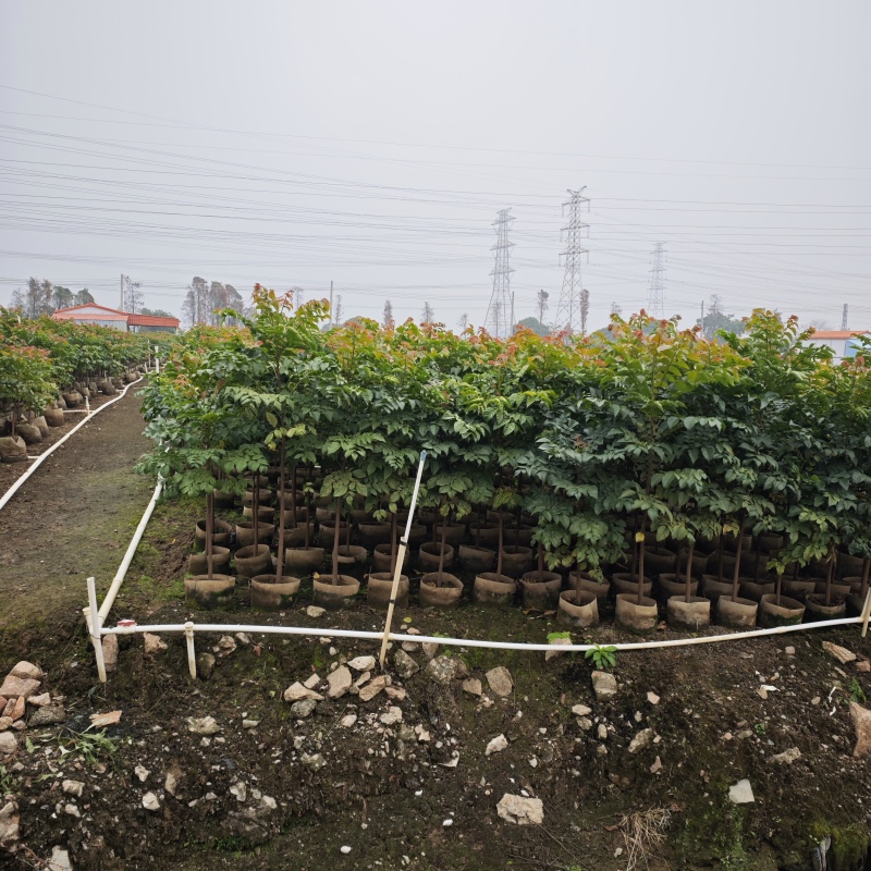 2502基地供应麻楝2-4cm树苗复绿造林