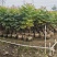 2502基地供应麻楝2-4cm树苗复绿造林