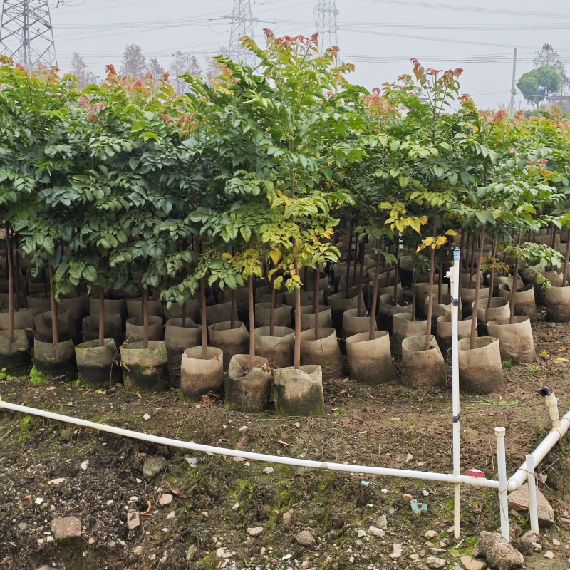 2502基地供应麻楝2-4cm树苗复绿造林