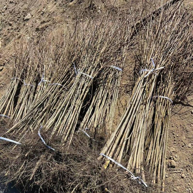 软枣树苗君迁子树苗嫁接柿子树苗砧木黑枣树苗