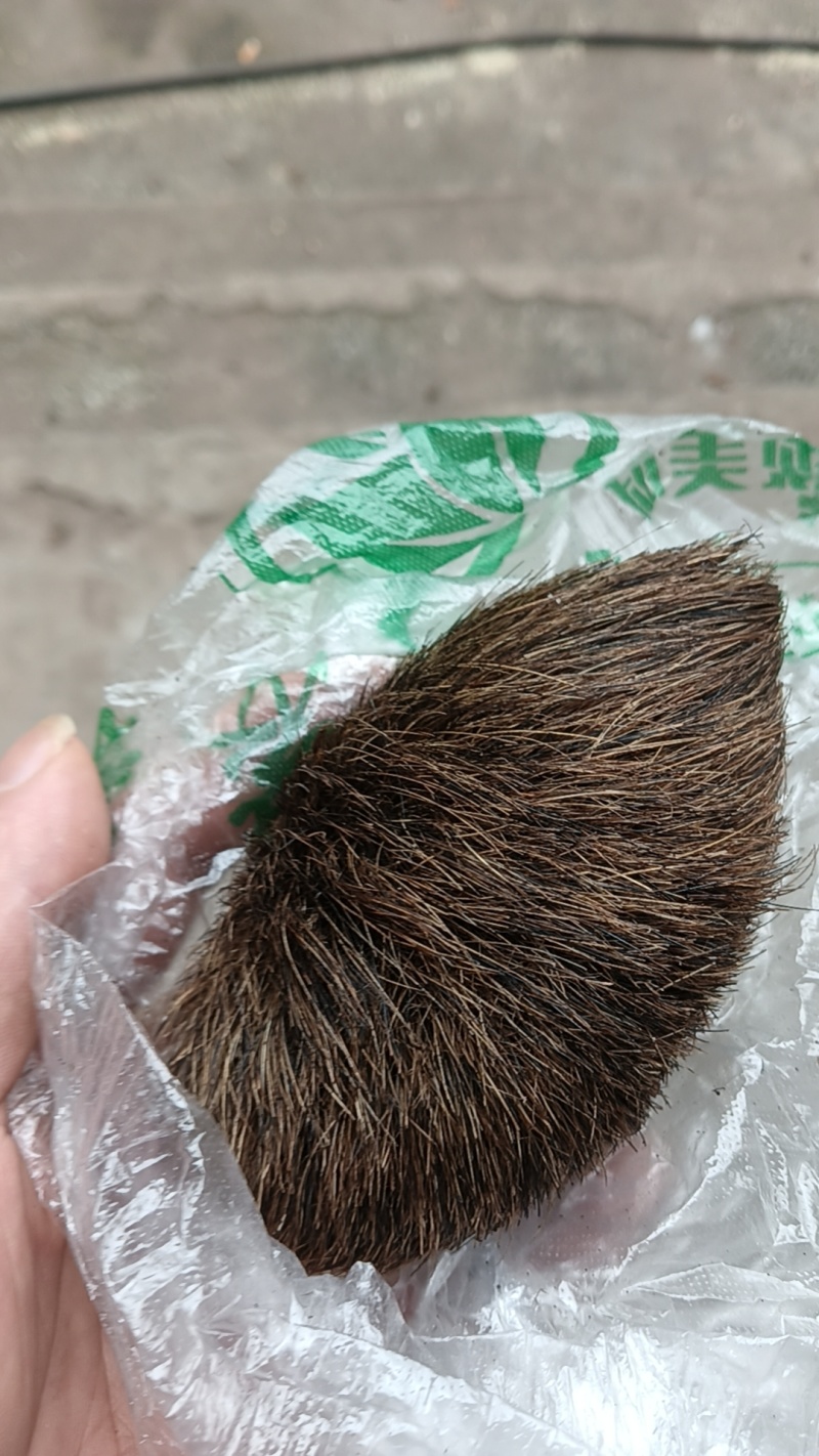 谁收藏猪宝