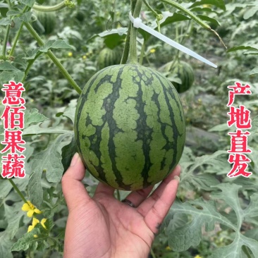 2k小糖丸吊秧西瓜薄皮一手货源精品供应商超实力档口批发