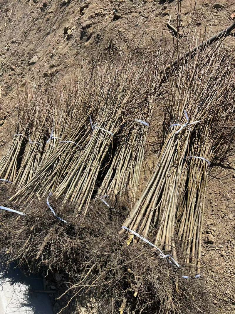 软枣树苗君迁子树苗嫁接柿子树苗砧木黑枣树苗