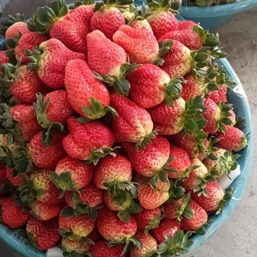 草莓新鲜水果